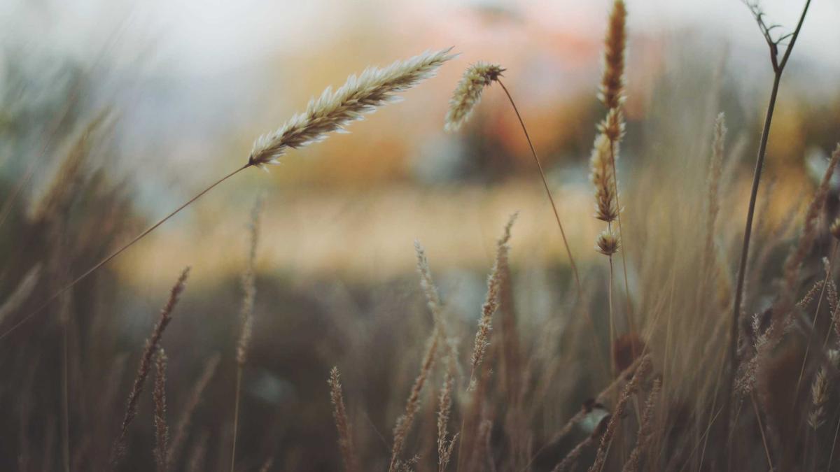 form conversion optimization